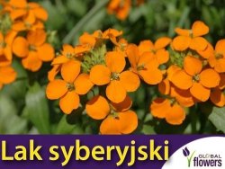 Lak syberyjski, pomarańczowy (Erysimum allionii) nasiona 1g