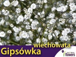 Gipsówka wiechowata, biała (Gypsophila paniculata) nasiona 1g 