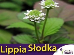 NOWOŚĆ Lippia słodka 'Lippia dulcis' azteckie ziele SADZONKA