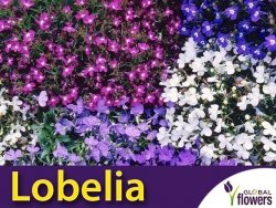 Lobelia przylądkowa, mieszanka (Lobelia erinus) nasiona 0,3g