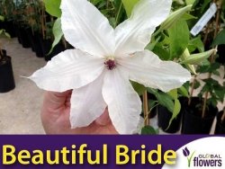 Powojnik wielkokwiatowy BEAUTIFUL BRIDE PBR (Clematis) Sadzonka C2