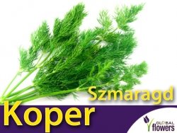 Koper ogrodowy SZMARAGD (Anethum graveolens) nasiona XXL 500g