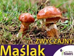 Grzybnia Maślak zwyczajny Suillus Luteus ziarno 10g