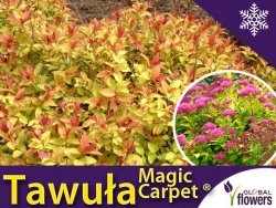 Tawuła Japońska 'Magic Carpet ®' (Spiraea japonica) Sadzonka 