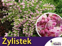 Żylistek 'Strawberry Fields' (Deutzia Hybrida) Sadzonka C2