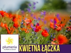 Kwietna łąka LONG LIFE MEADOW mieszanka bylinowa nasiona 100g