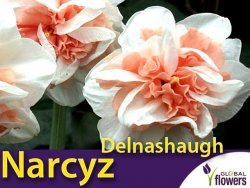 Narcyz pełny 'Delnashaugh' (Narcissus) CEBULKI 4 szt.