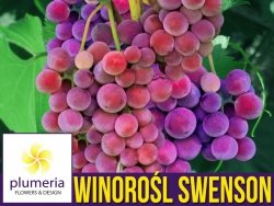 Winorośl SWENSON RED (Vitis) Sadzonka 3 letnia 60-80cm