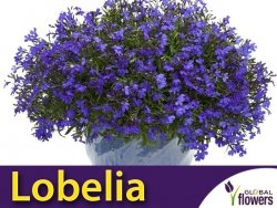 Lobelia przylądkowa, Stroiczka niebieska (Lobellia erinus) nasiona 0,2g