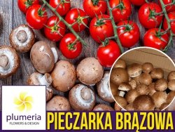 Pieczarka brązowa 10kg - gotowy zestaw do uprawy