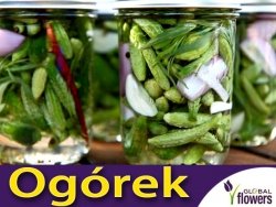 Ogórek ANULKA Gruntowy Korniszonowy (Cucumis sativus) nasiona 3g