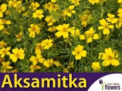 Aksamitka wąskolistna, Lulu (Tagetes tenuifolia) nasiona 0,3g