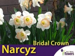 Narcyz trąbkowy 'Easter Bonnet' (Narcissus ) CEBULKI 4 szt.