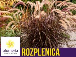 Rozplenica RUBRUM (Pennisetum advena) Sadzonka P9