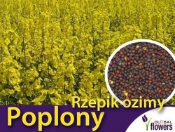 Poplony - Zielony Nawóz Ekologiczny - Rzepik ozimy Brachina (1000 g)