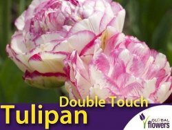 Tulipan Pełny 'Double Touch' (Tulipa) CEBULKI 4 szt