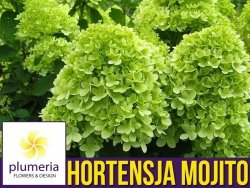 Hortensja Bukietowa MOJITO (Hydrangea paniculata) Sadzonka C2/C3