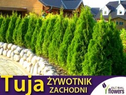 Tuja żywotnik zachodni (thuja occidentalis ) nasiona 0,3g