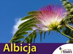 Albicja - Jedwabne Drzewko (Albizia julibrissin) 1g