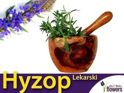 Hyzop lekarski (Hyssopus officinalis) Sadzonka C1