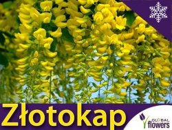 Złotokap (Laburnum watereri)