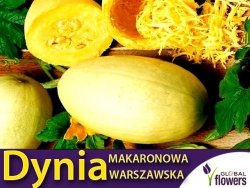 Dynia MAKARONOWA WARSZAWSKA (Cucurbita pepo) nasiona XXL 500g