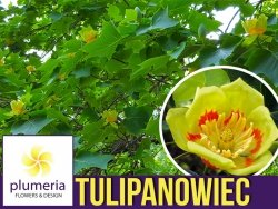 Tulipanowiec  (Liriodendron tulipifera) Sadzonka XL-C5
