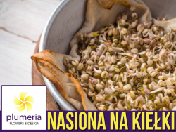 Nasiona na Kiełki - Soczewica (Lens Culinaris) nasiona 30g 