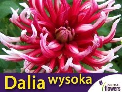 Dalia kaktusowa wysoka Bicola (Dahlia x cultourum) kłącza 1 szt.