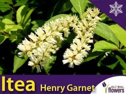 Itea Wirginijska HENRY'S GARNET (Itea virginica) Sadzonka