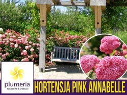 Hortensja drzewiasta 'Pink Annabelle SPIRIT' (Hydrangea arborescens) Sadzonka XL- C5