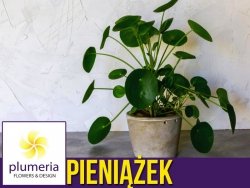 PIENIĄŻEK (Pilea peperomioides) Roślina domowa P6 - S