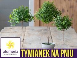 Tymianek na pniu (Thymus) Sadzonka P14  30-40cm