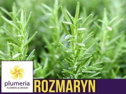 Rozmaryn BARBECUE (Rosmarinus) Odmiana Idealna Na Grilla Duża Sadzonka C1,5