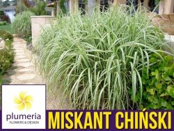 Miskant Chiński CABARET (Miscanthus sinensis) Sadzonka C2