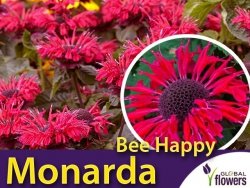 Pysznogłówka BEE HAPPY (Monarda) Sadzonka P9