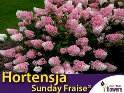 Hortensja Bukietowa  SUNDAY FRAISE® miniaturowa (Hydrangea paniculata) Sadzonka C3