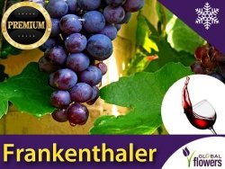 Winorośl FRANKENTHALER deserowo-przerobowa (Vitis) Sadzonka C2