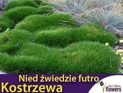 Kostrzewa Miotlasta Niedźwiedzie Futro (Festuca gauteri) Sadzonka