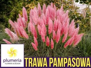 Trawa Pampasowa RÓŻOWA (Cortaderia selloana Rosea) Sadzonka C1/C2 