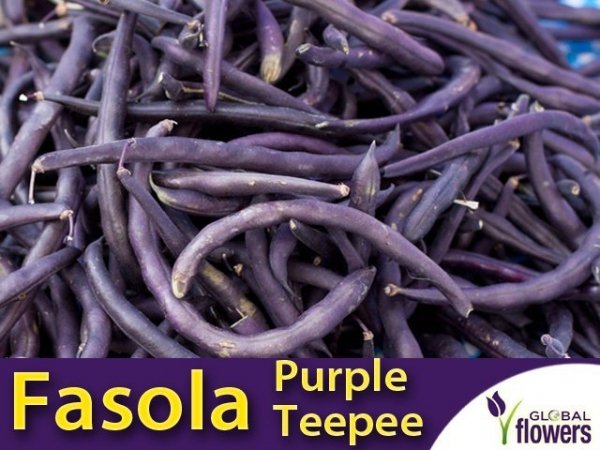 Fasola szparagowa karłowa fioletowostrąkowa Purple Teepee XXL 1000 g (Phaseolus vulgaris)