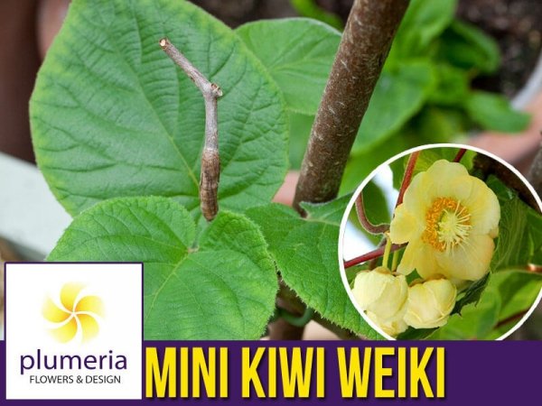 Aktinidia Kiwi Weiki Sadzonka