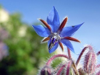 Piękne niebieskie kwiaty ogórecznika