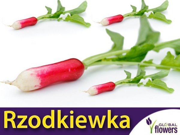 Rzodkiewka Opolanka- smaczna podłużna