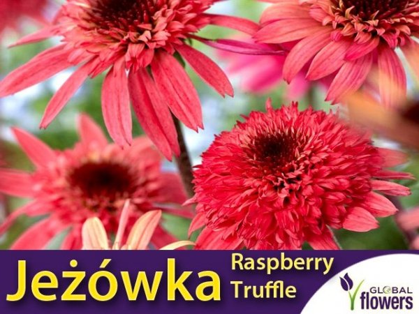 Jeżówka ' Raspberry Truffle ' (Echinacea) Sadzonka