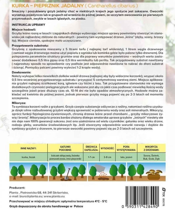 Mikoryza Grzybnia Pieprznik Jadalny Kurka (Cantharellus cibarius) XXL 100g