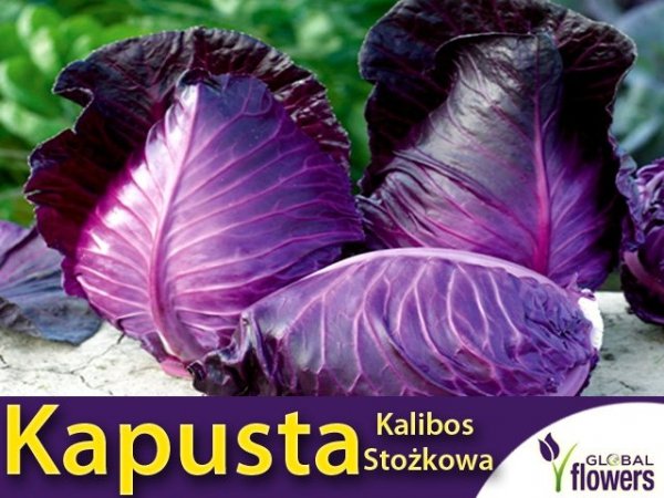 Kapusta Kalibos stożkowa