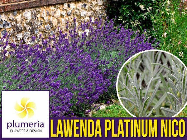 Lawenda PLATINUM NICO® (Lavandula) duża sadzonka XL