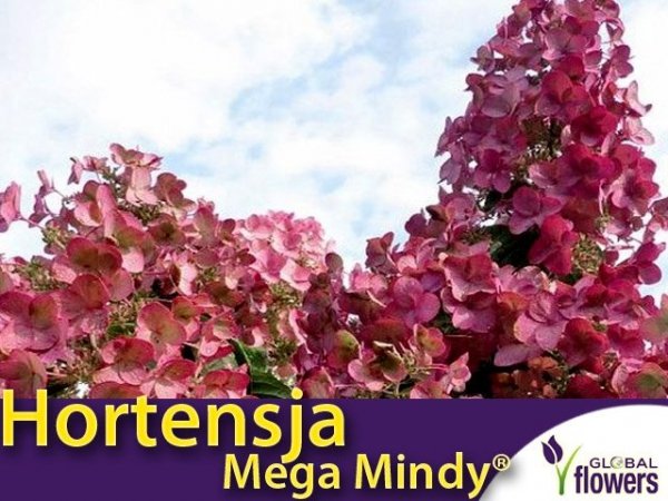 Hortensja bukietowa 'Mega Mindy ®' (Hydrangea paniculata) sadzonka