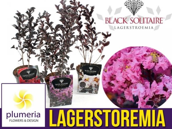 lagerstroemia w donicy